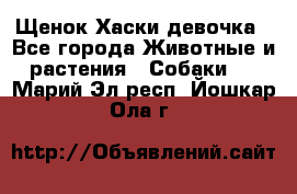 Щенок Хаски девочка - Все города Животные и растения » Собаки   . Марий Эл респ.,Йошкар-Ола г.